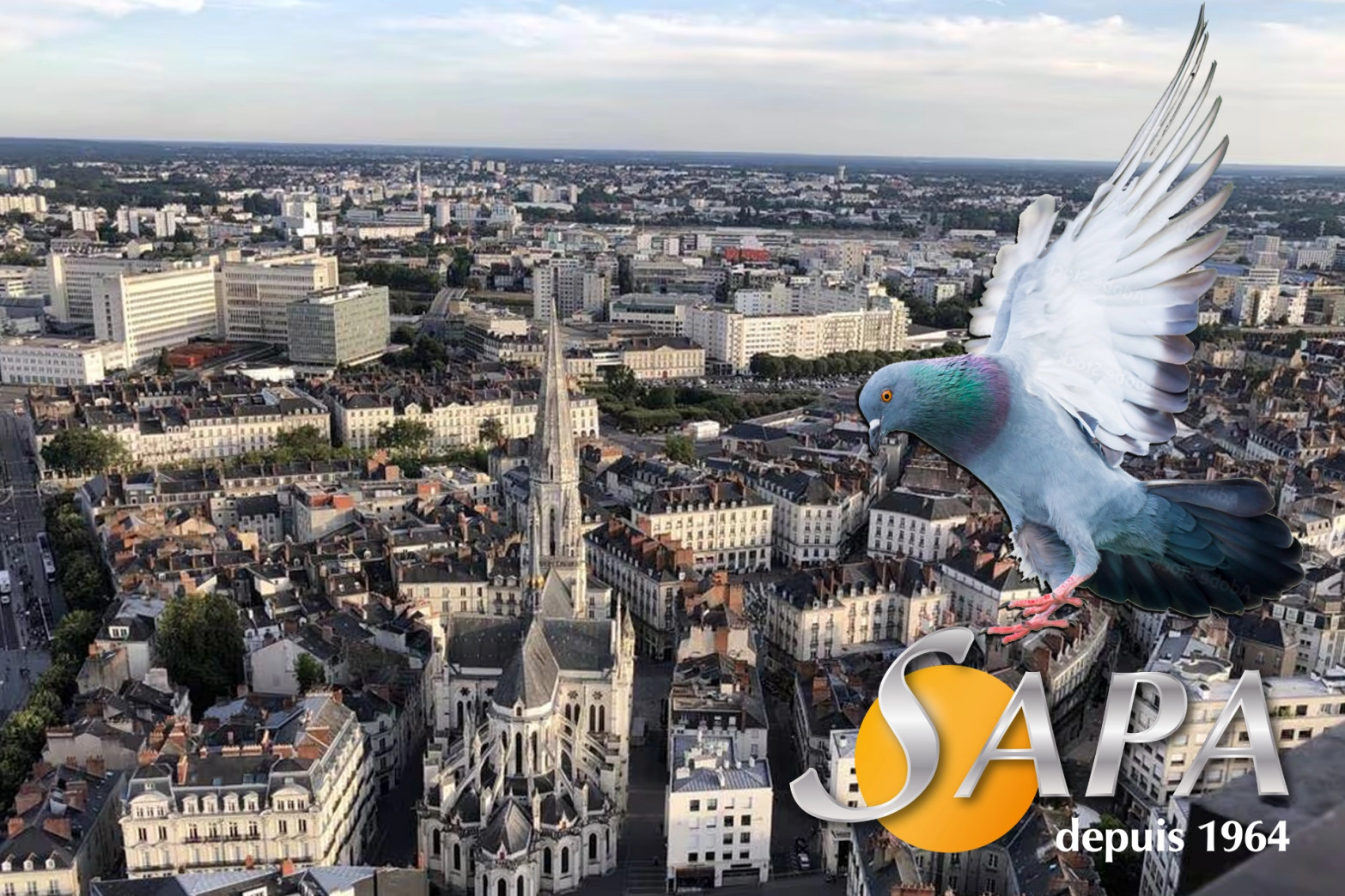 Intervention en hauteur à Nantes avec un pigeon plongeant et le logo SAPA Habitat Traitement