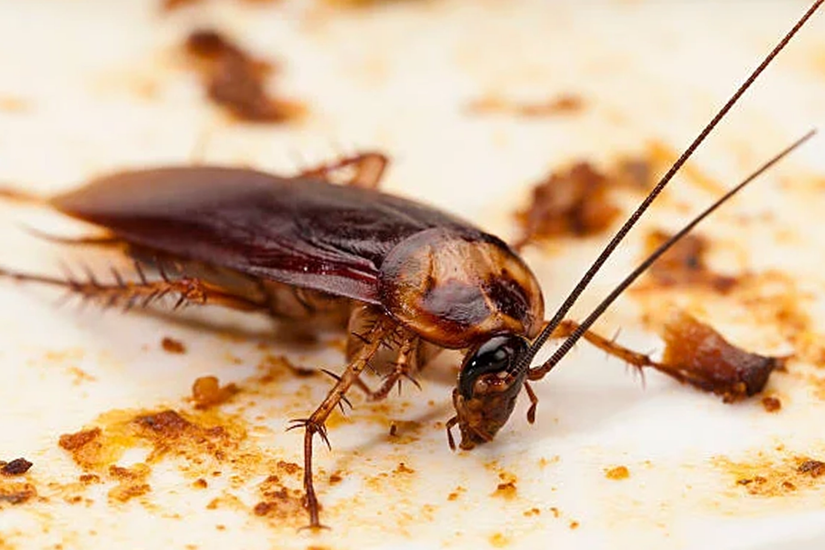 Infestation de blattes dans une cuisine