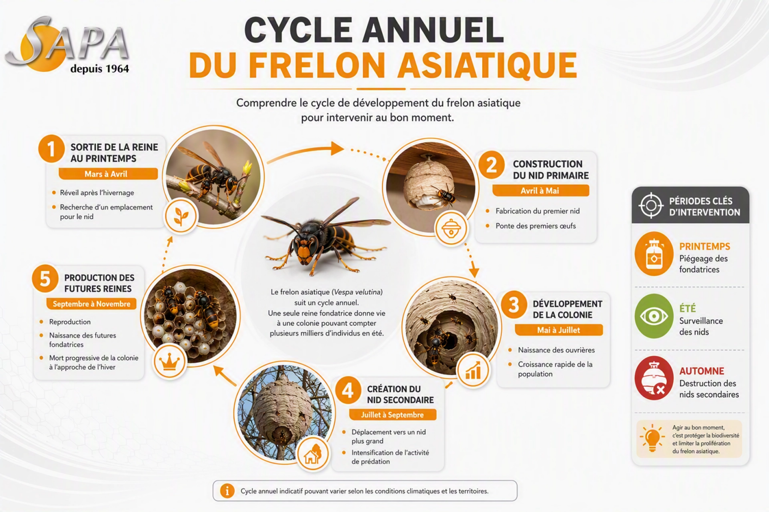 Cycle de vie du frelon asiatique de la reine à la colonie adulte