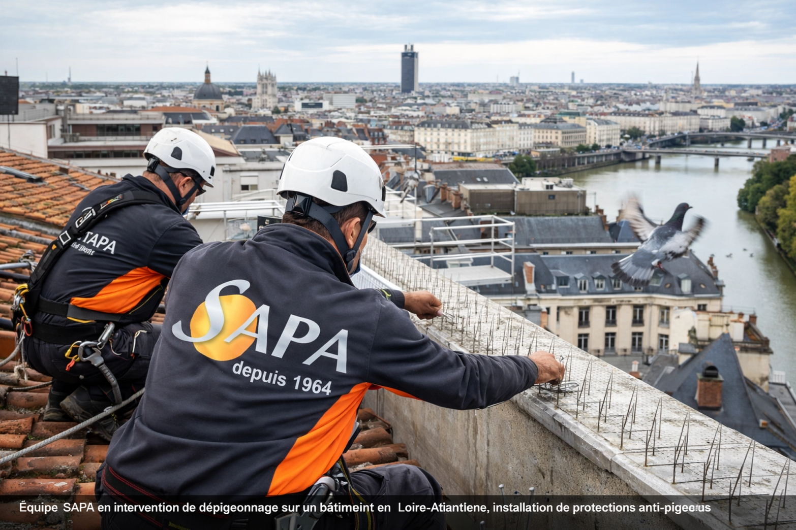 Installation de protections anti-pigeons sur une copropriété