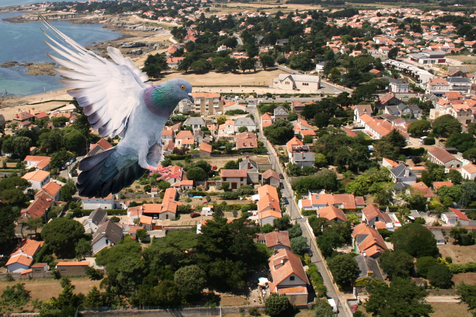Intervention anti-pigeons sur une habitation à Préfailles