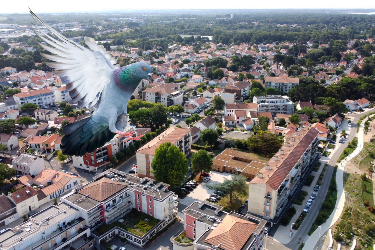 Intervention de dépigeonnage sur un bâtiment à Saint-Brevin-les-Pins