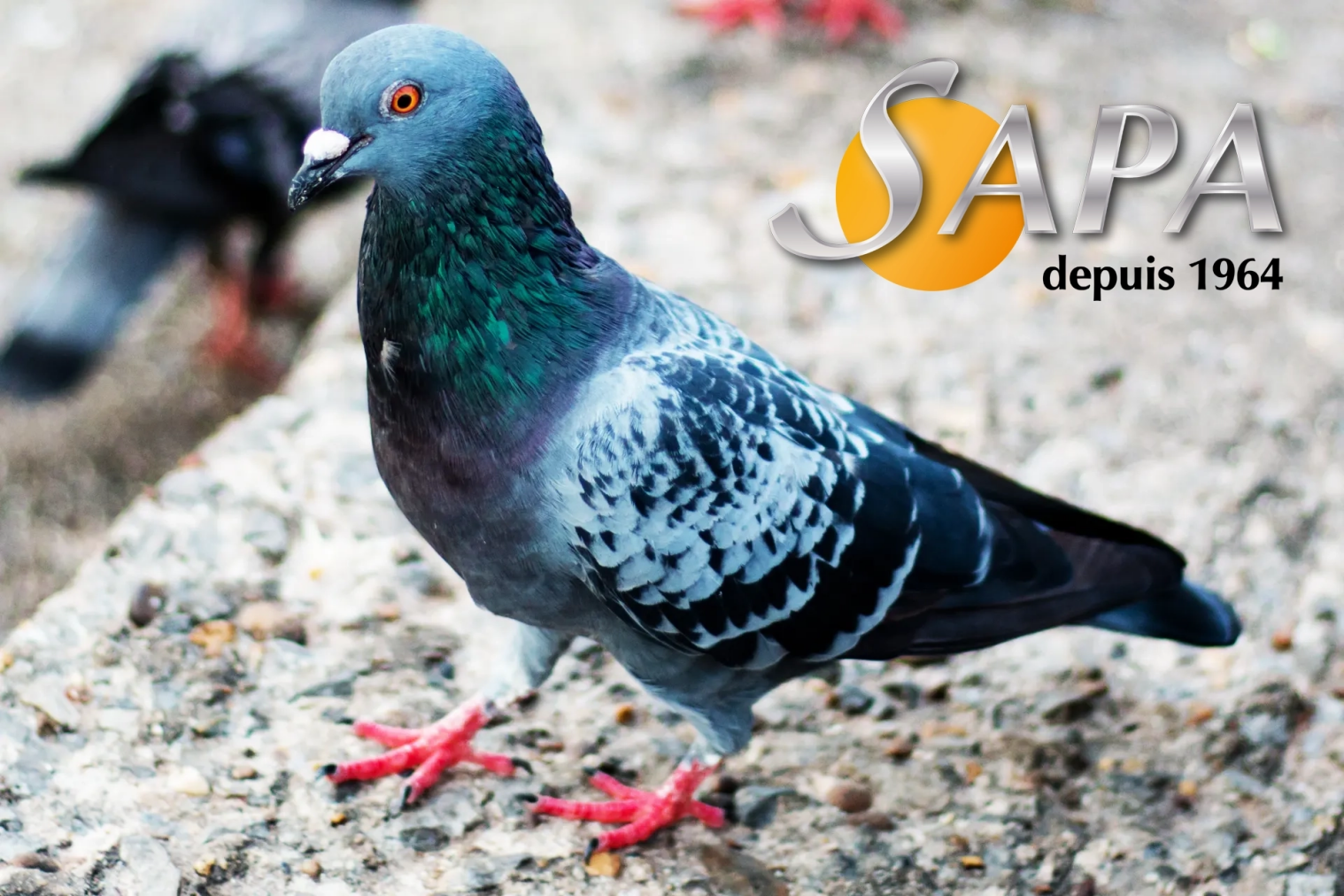 Technicien réalisant un dépigeonnage sur un immeuble à Saint-Nazaire