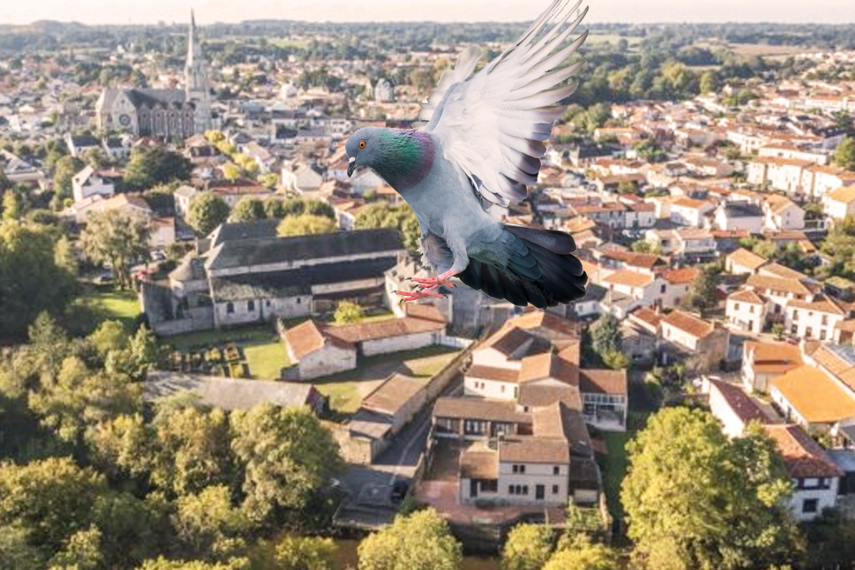 Intervention anti-pigeons sur un bâtiment à Saint-Philbert-de-Grand-Lieu