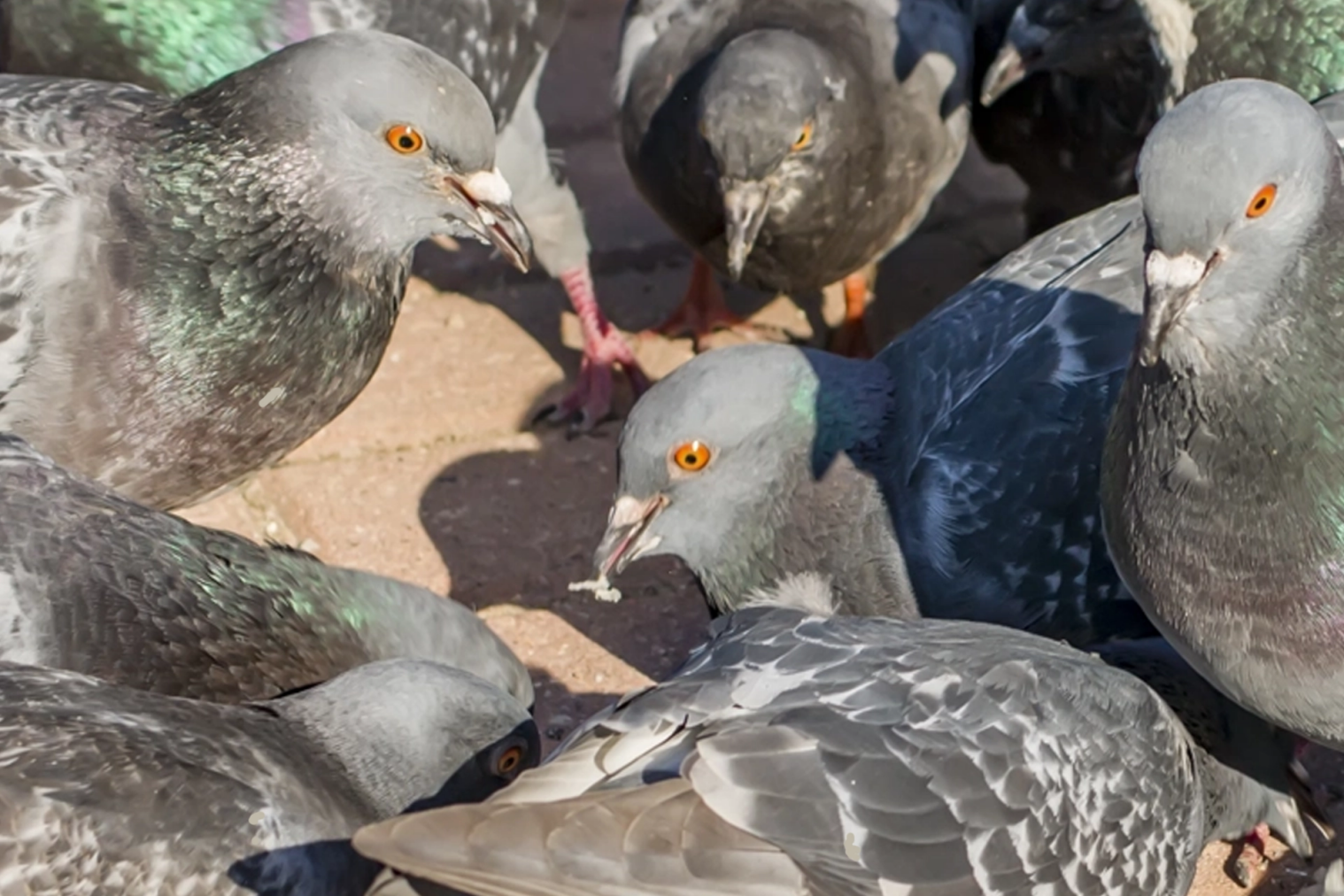 Technicien SAPA réalisant un dépigeonnage sur une toiture à Vallet dans le Vignoble Nantais