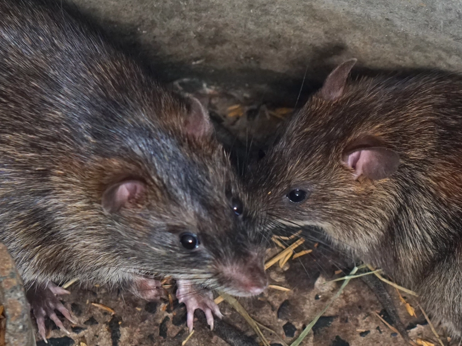 Technicien éliminant une infestation de rats à Haute-Goulaine
