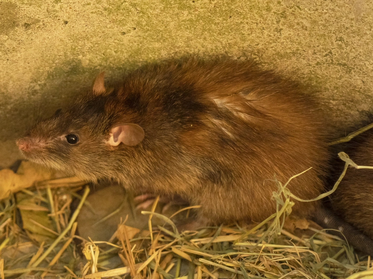 Traitement contre les rats à Saint-Brevin-les-Pins