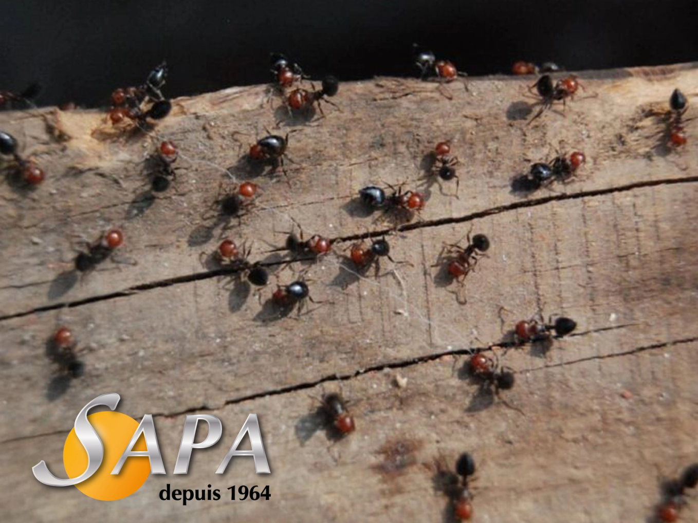 Colonie de fourmis entrant dans une maison avant intervention de désinsectisation SAPA