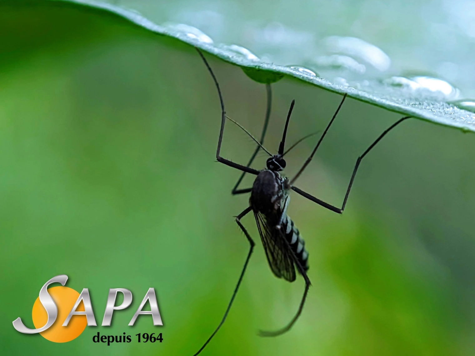 Traitement contre les insectes nuisibles dans une maison à Mesquer