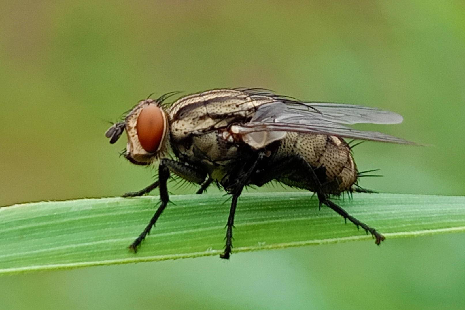 Désinsectisation des mouches à Nantes