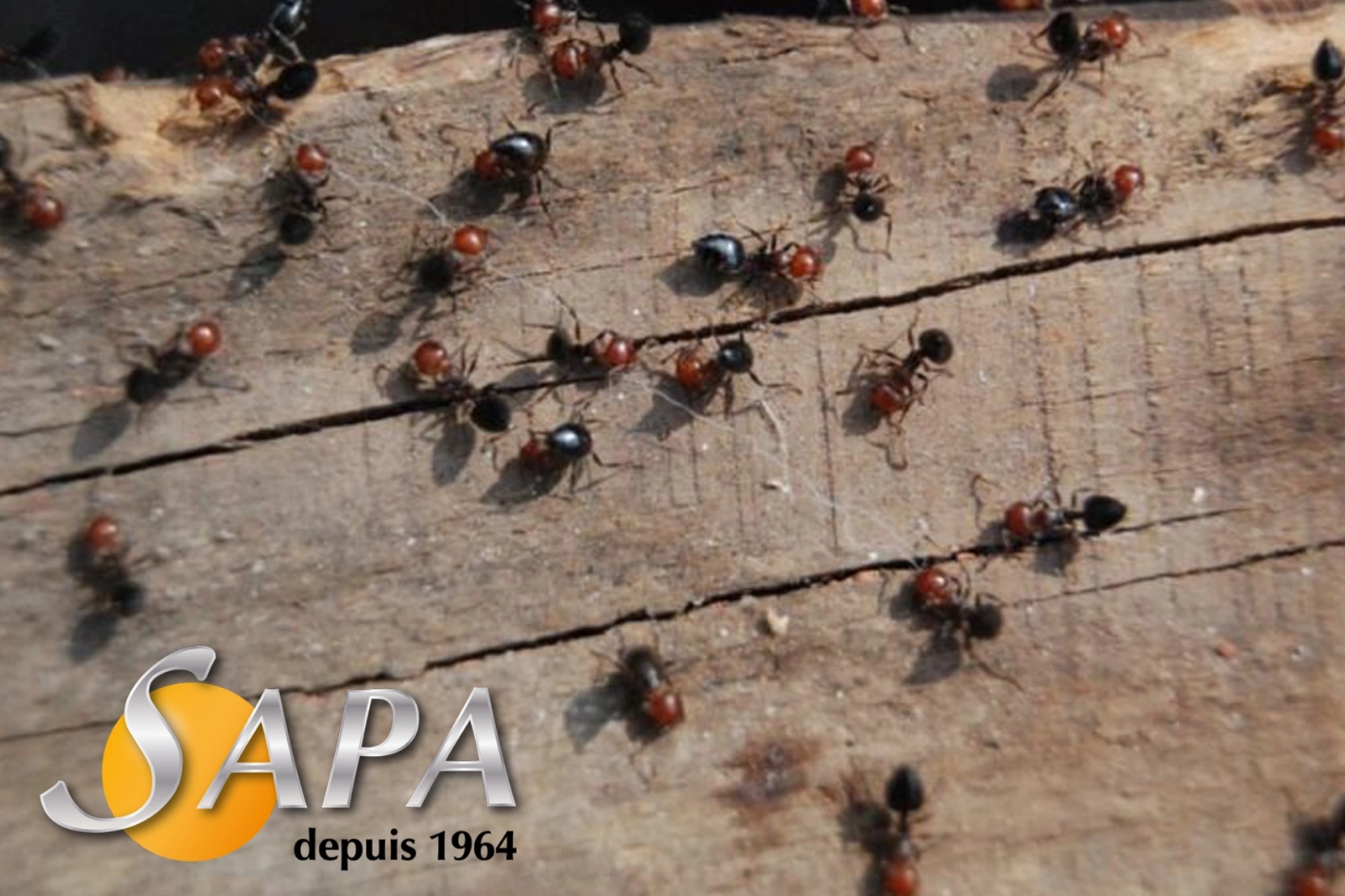 Technicien SAPA réalisant une intervention de désinsectisation à Orvault contre les fourmis et frelons