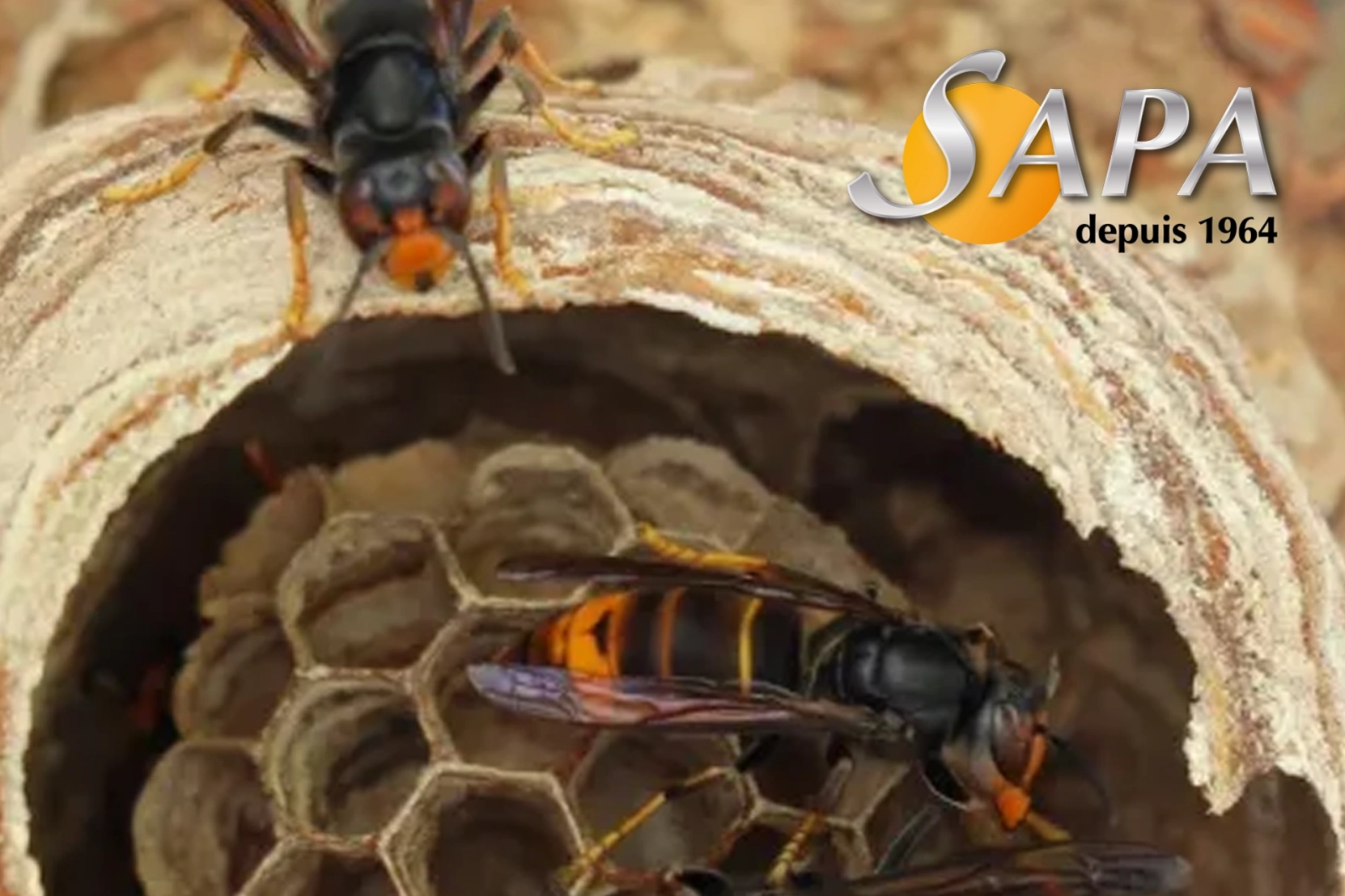 Technicien SAPA intervenant à Vertou pour le traitement des frelons asiatiques et insectes nuisibles