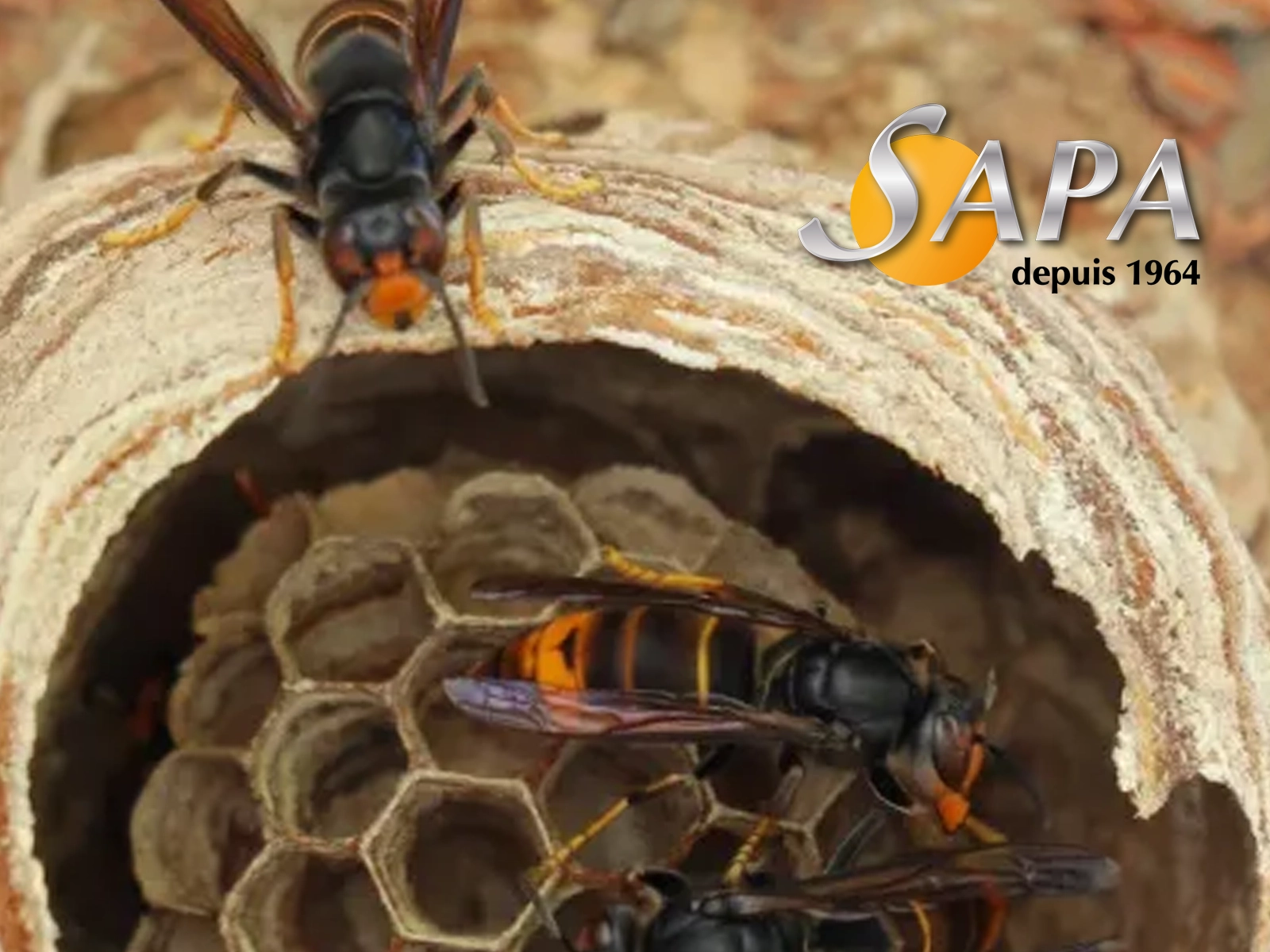 Intervention SAPA pour la destruction d’un nid de frelon asiatique dans un arbre
