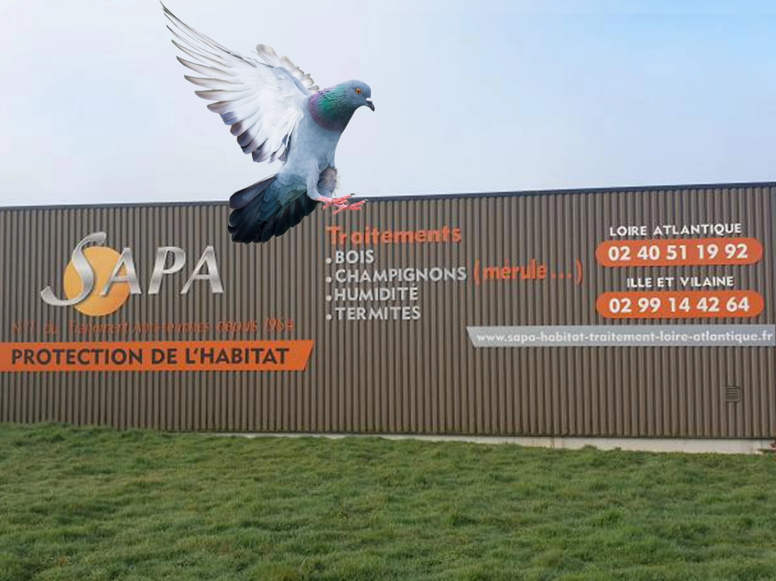 Équipe professionnelle de dépigeonnage intervenant à Guérande