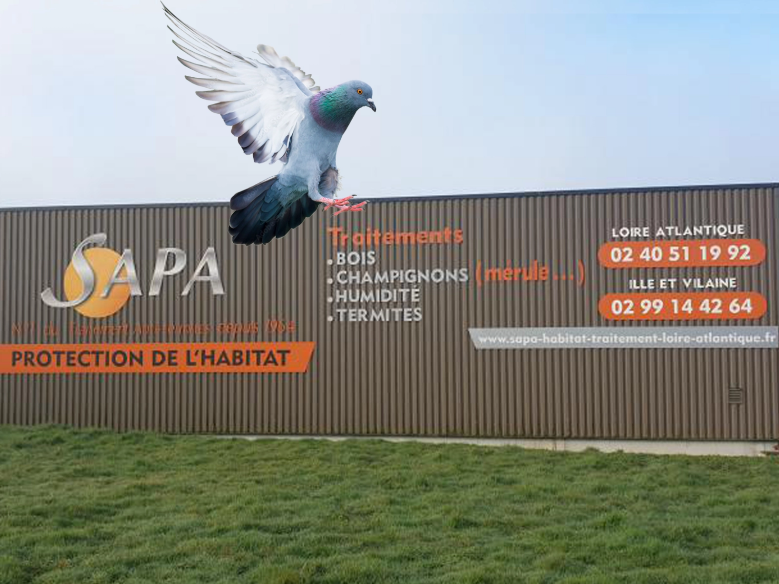 Entreprise de dépigeonnage SAPA à Puceul – Interventions sur Nozay et toute la Loire‑Atlantique