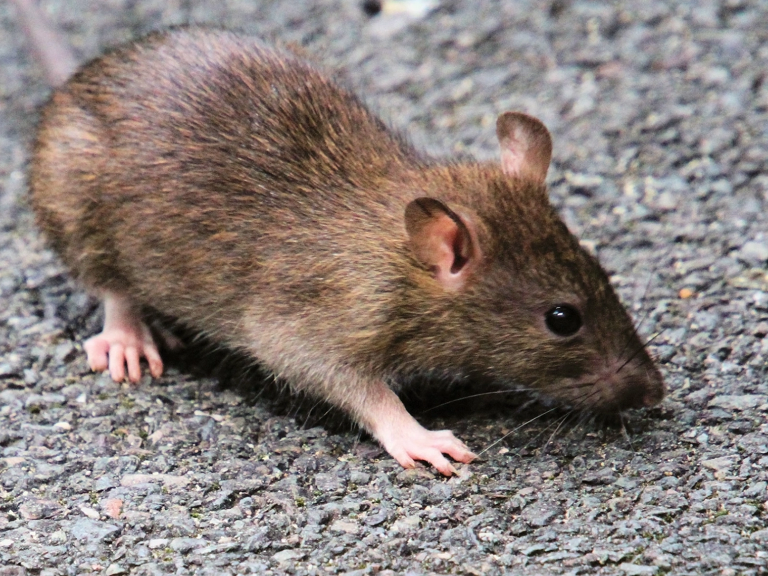 rat dératisation Vallet intervention professionnelle anti‑nuisibles