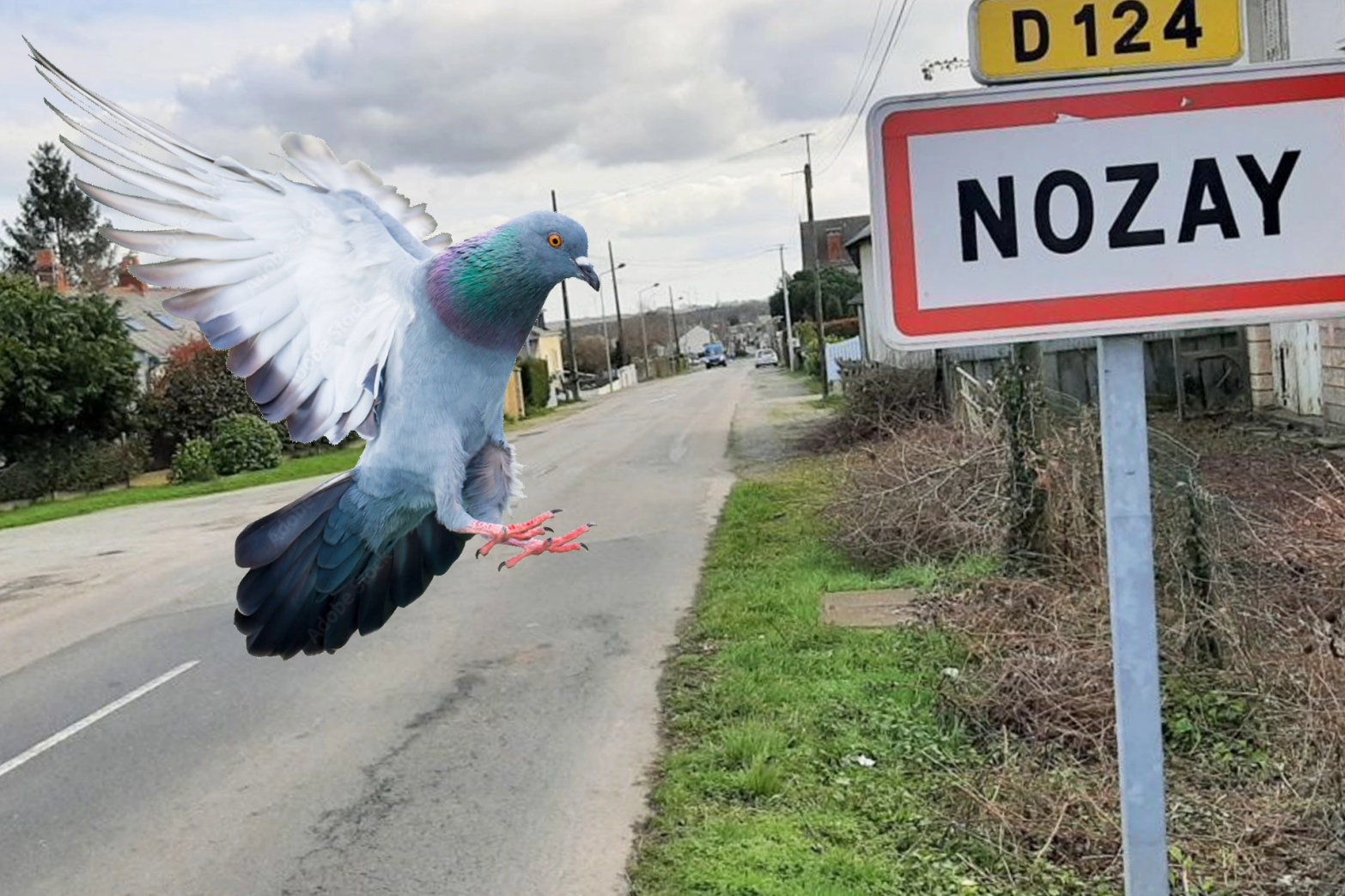 Intervention en hauteur à Nantes avec un pigeon plongeant et le logo SAPA Habitat Traitement
