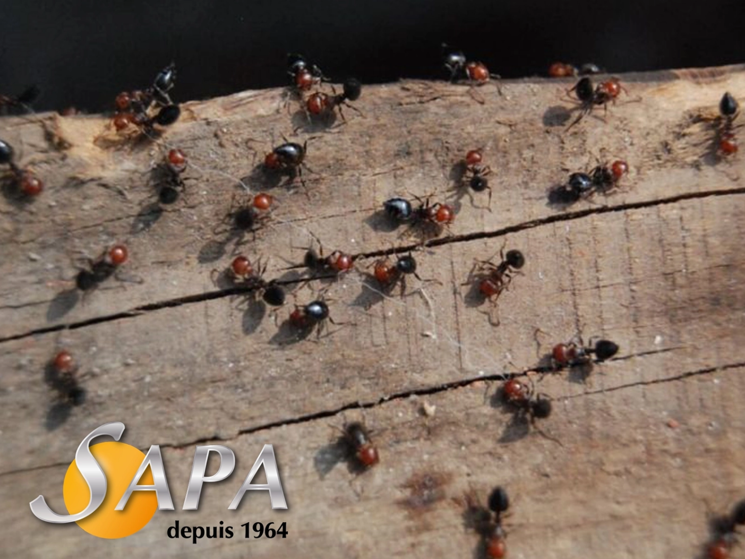 Nid principal de fourmis identifié avant traitement par la SAPA à Châteaubriant