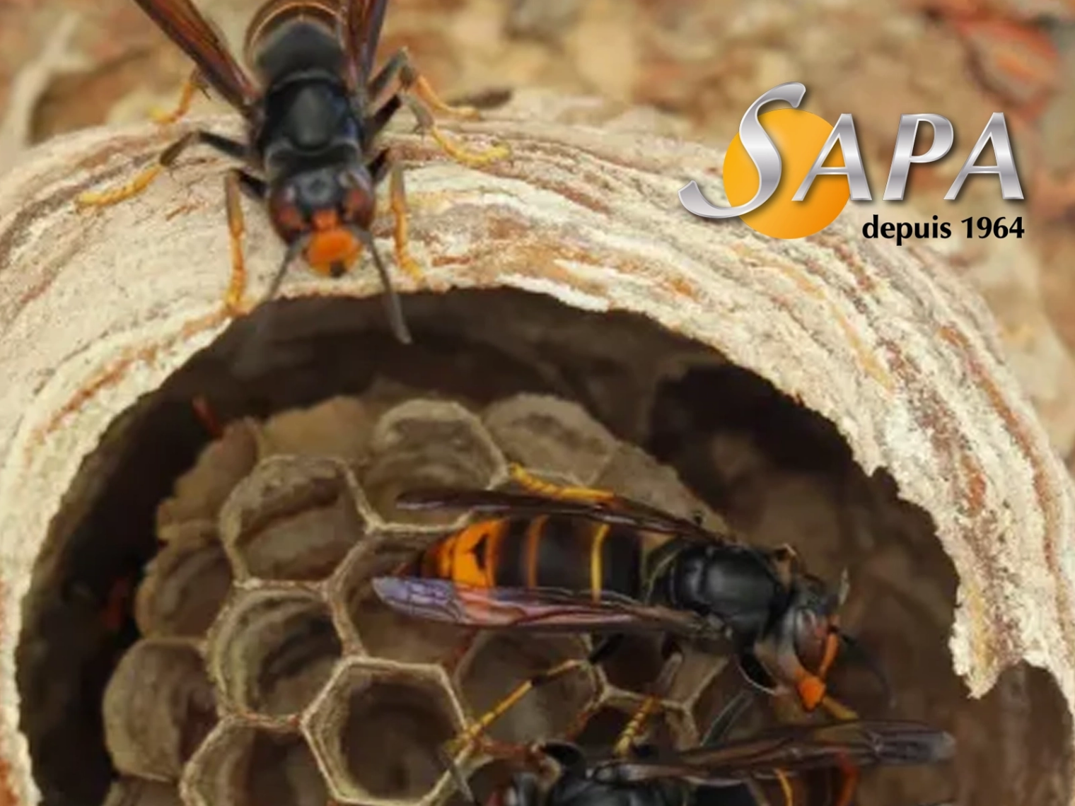 Nid de frelons asiatiques dans un arbre supprimé en sécurité par la SAPA à Châteaubriant
