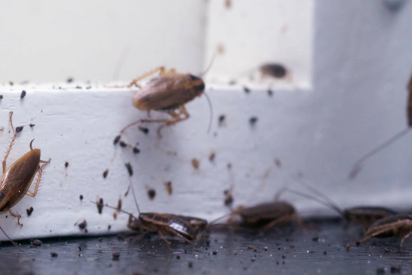 Infestation de cafards