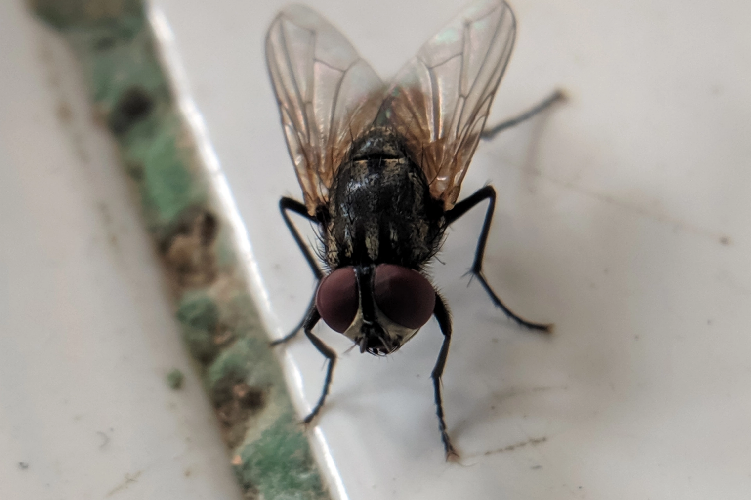 Infestation des mouches dans un restaurant à Nantes