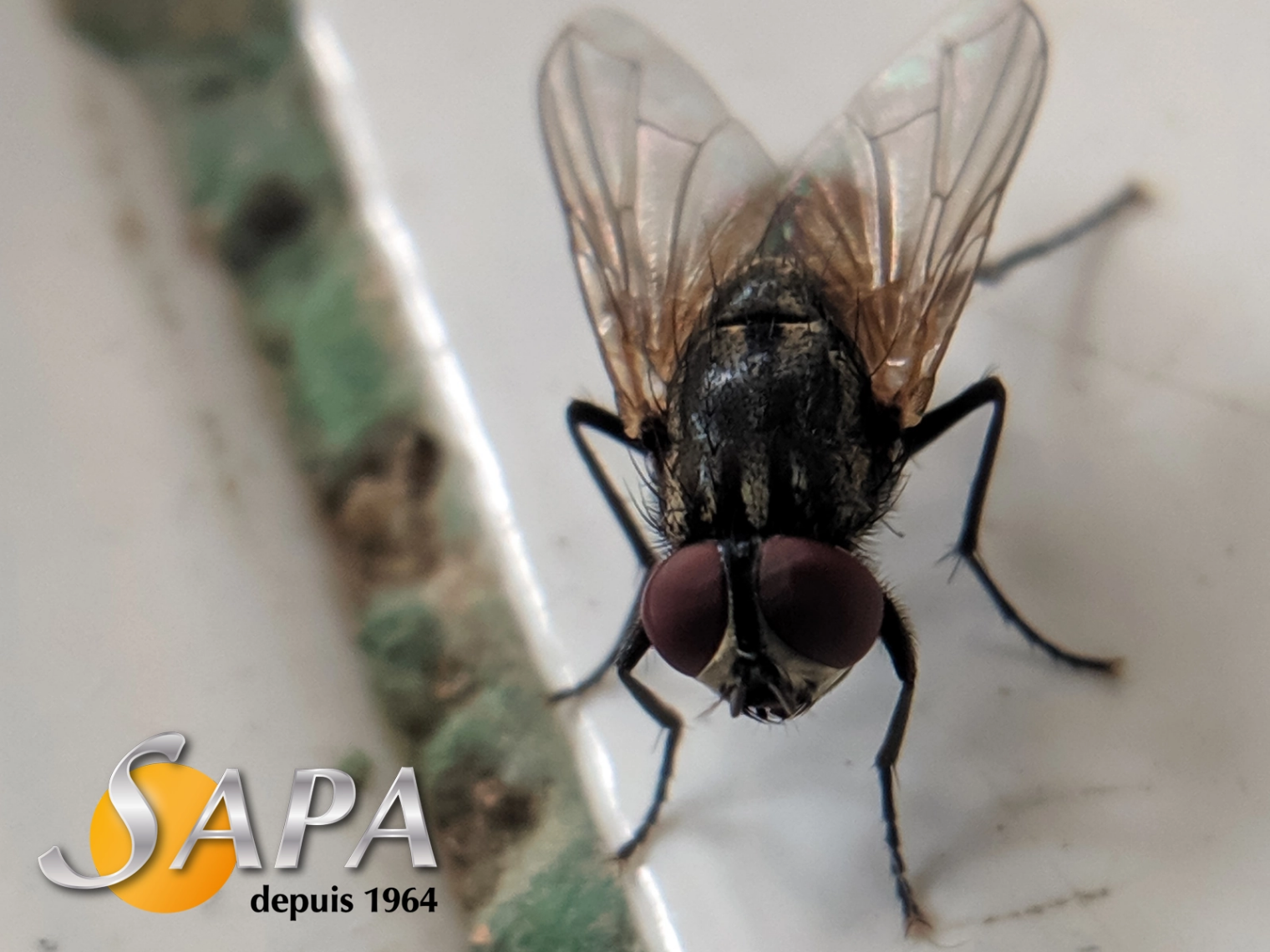 Mouches présentes dans une exploitation agricole nécessitant un traitement SAPA à Châteaubriant