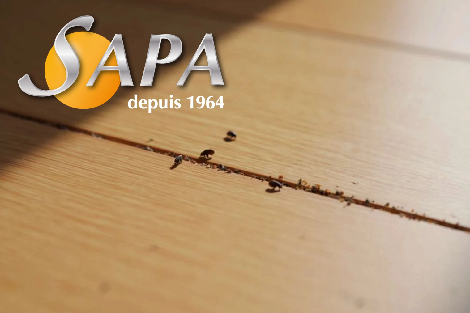 Puces présentes dans les textiles et tapis d’un logement à Saint‑Nazaire