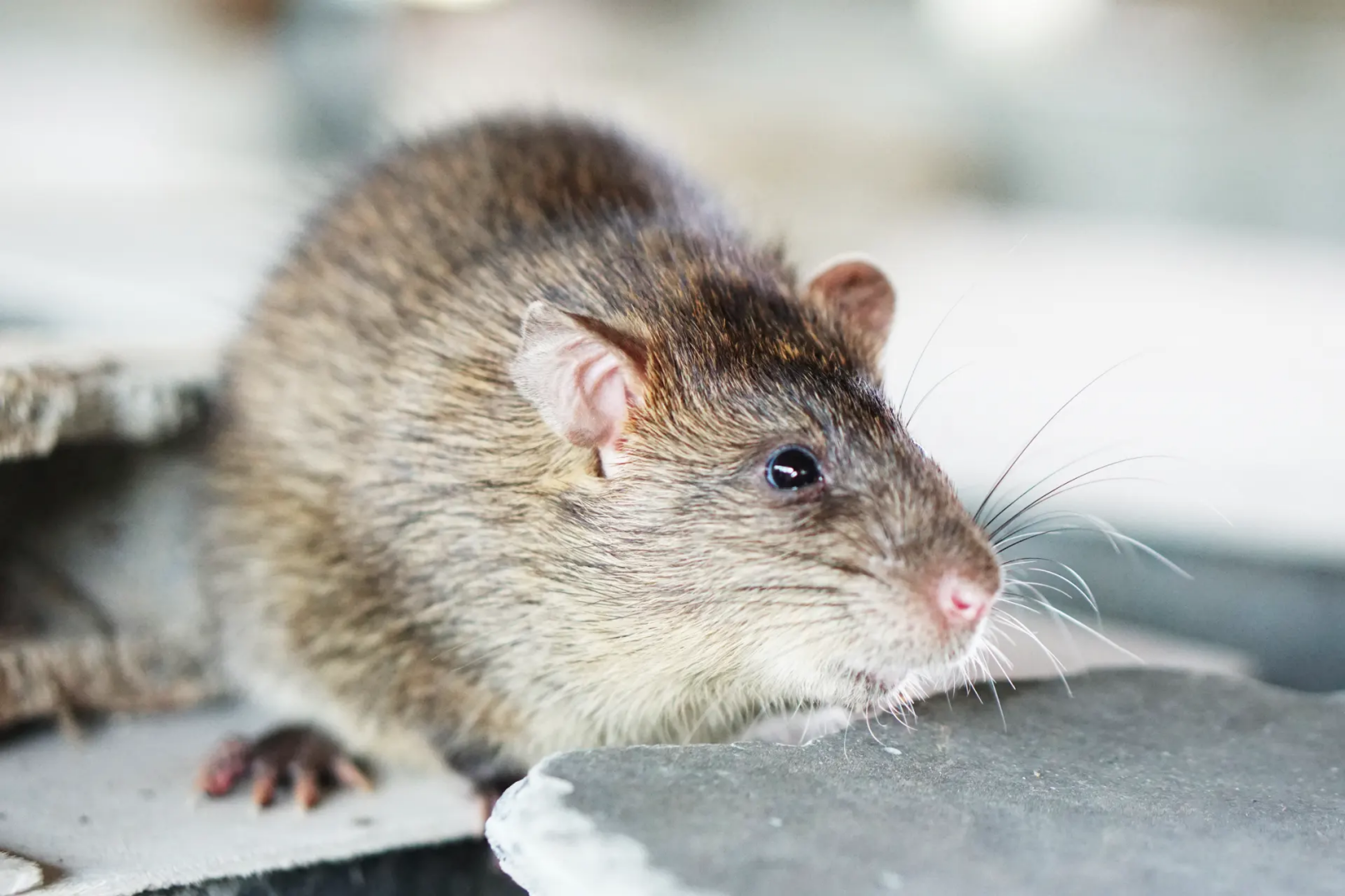 Protection contre les rats