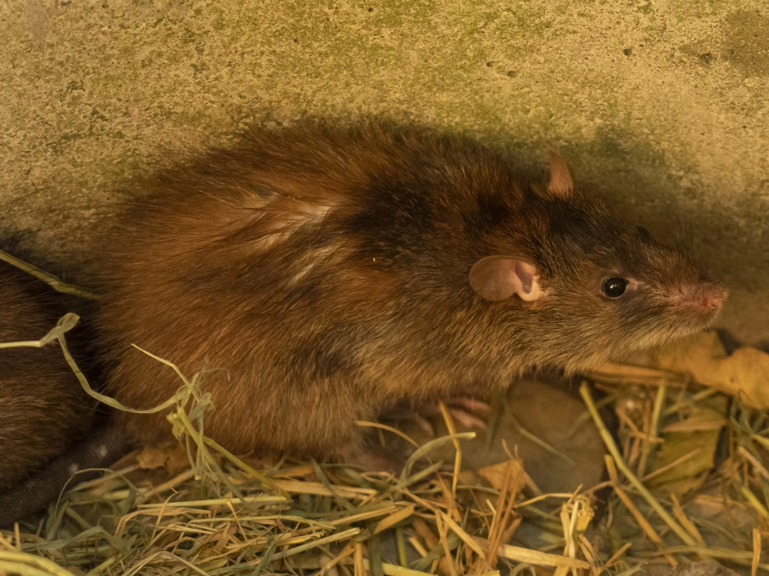 Traces de passage de rats dans une cave à Vallet