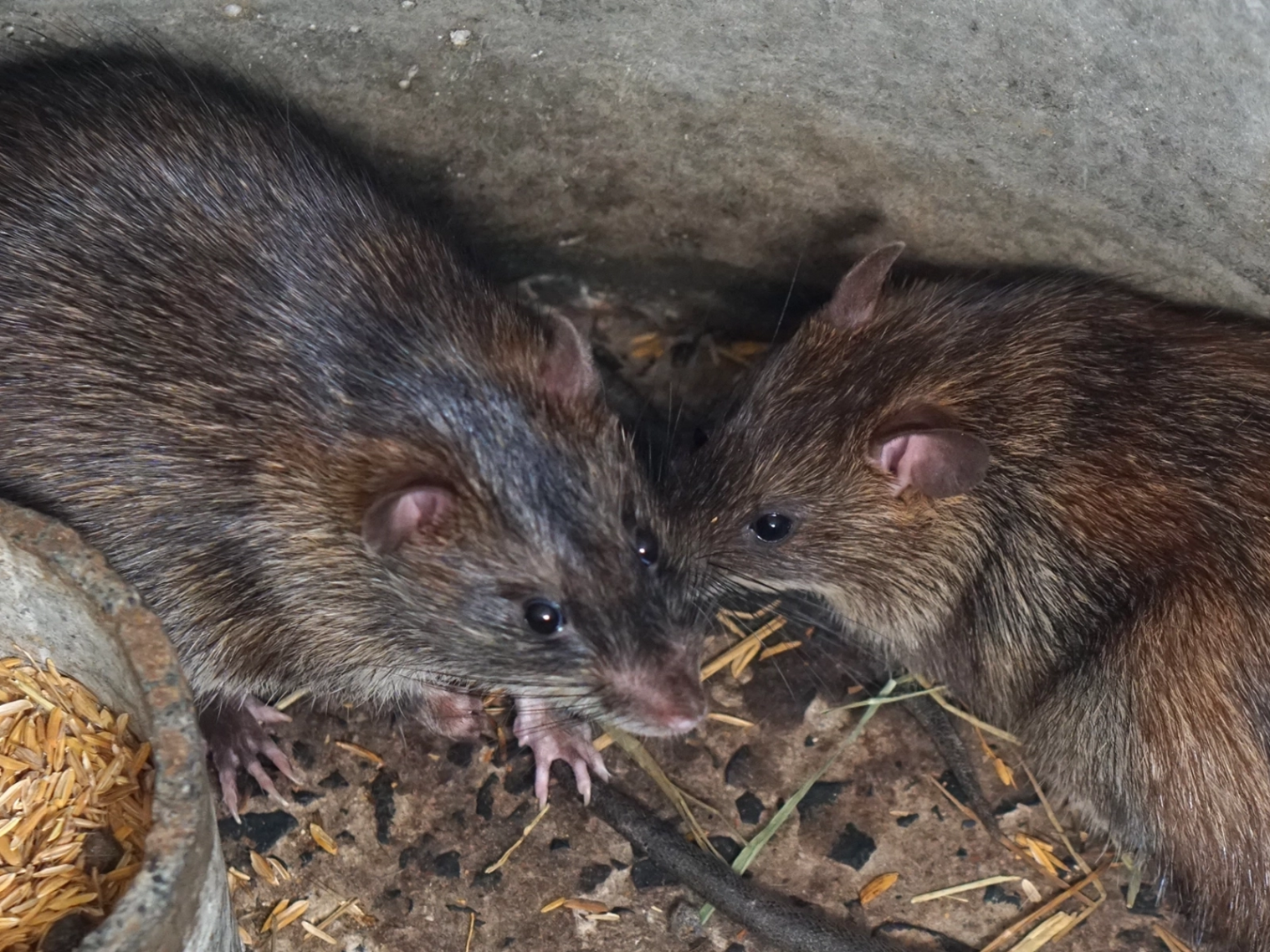 Dégâts provoqués par des rats dans une maison à Saint-Nazaire