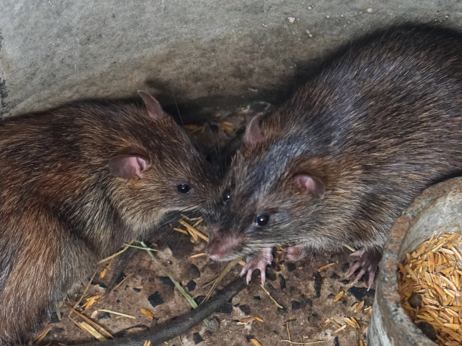 Excréments et traces de passage laissés par des rats