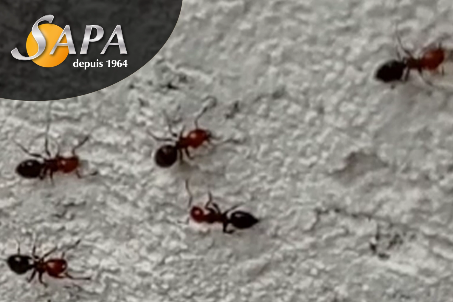 Technicien SAPA réalisant un traitement contre une infestation de fourmis à Nantes