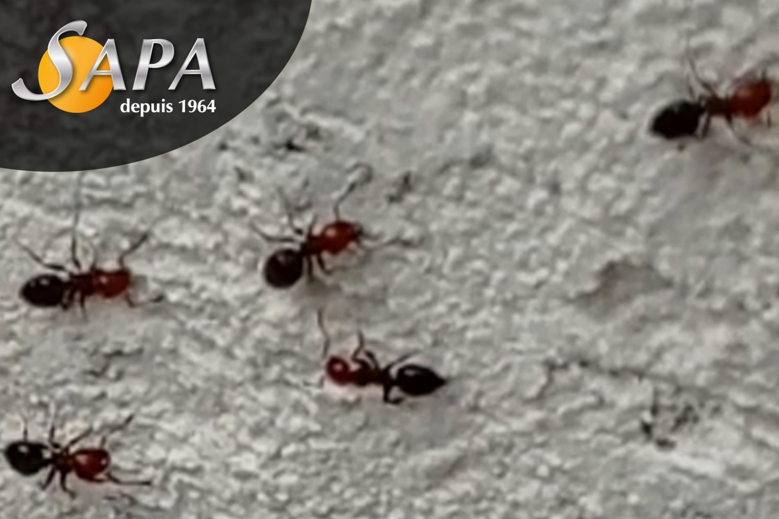 Traitement d'une colonie de fourmis autour d'une habitation.