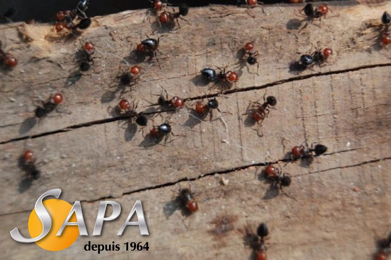 Technicien SAPA réalisant un traitement anti-fourmis autour d'une habitation à Vallet