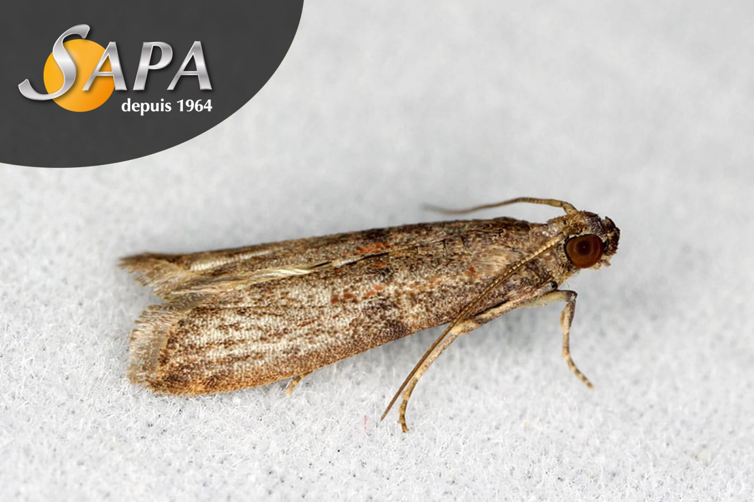 Technicien SAPA identifiant une infestation de mites alimentaires et textiles à Nantes