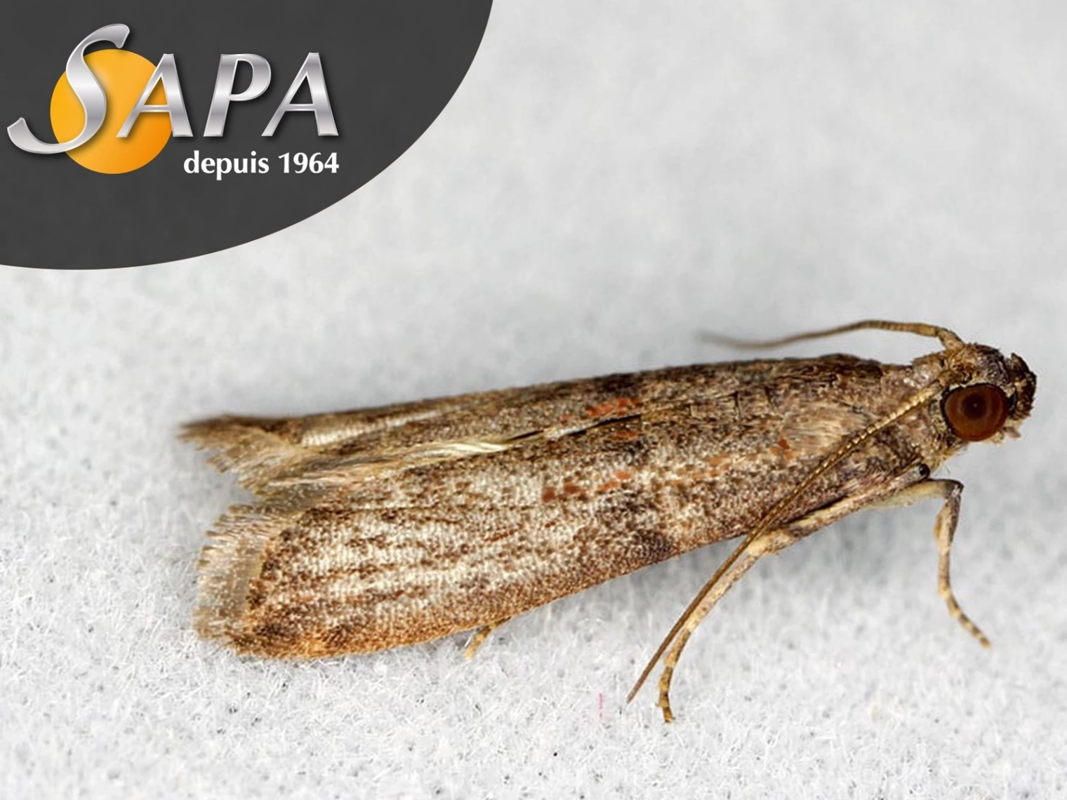 Traitement anti-mites dans une habitation