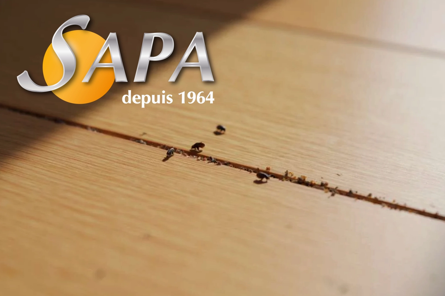Traitement contre les puces dans une habitation