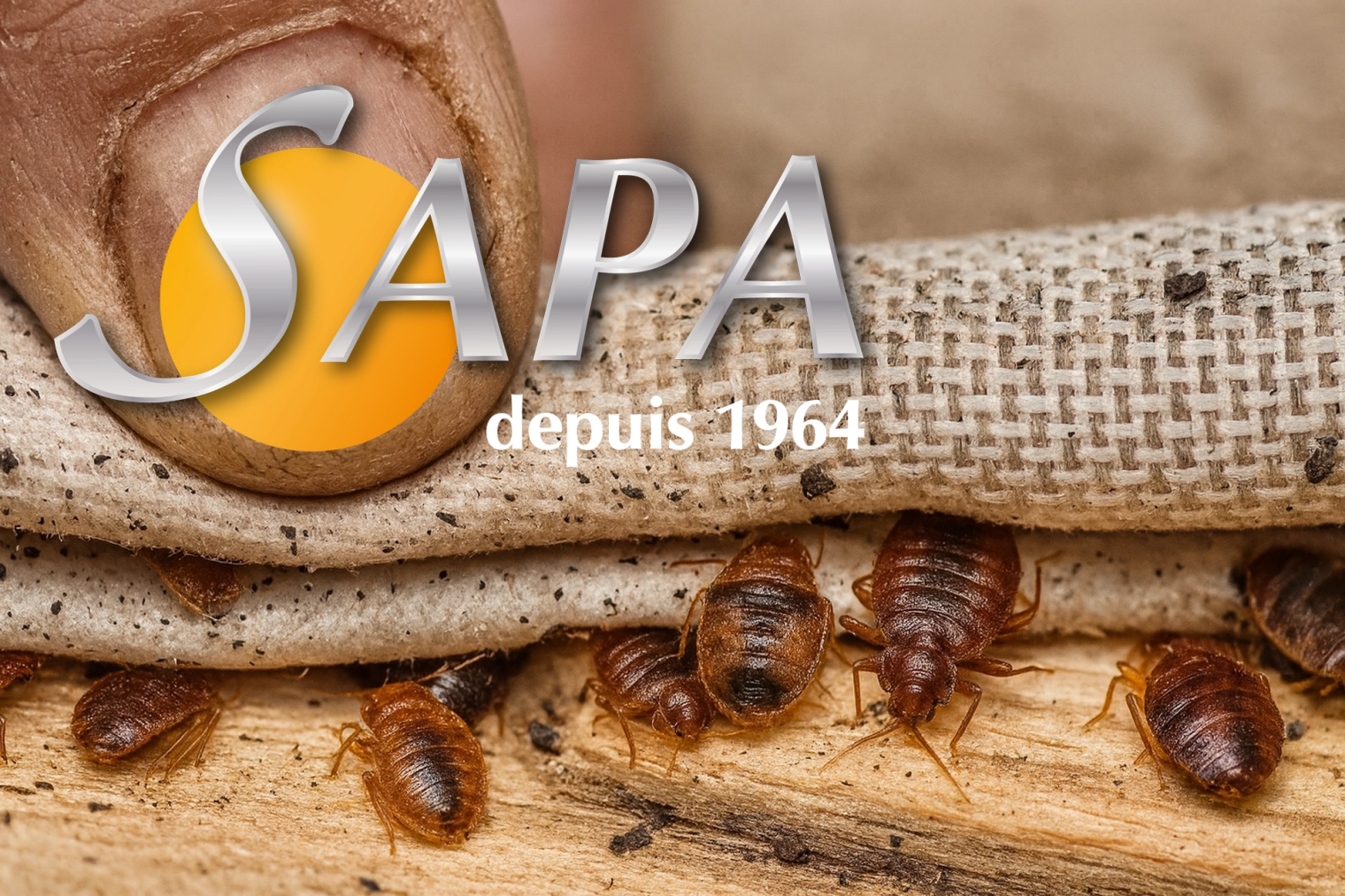 Inspection professionnelle d'un matelas infesté de punaises de lit