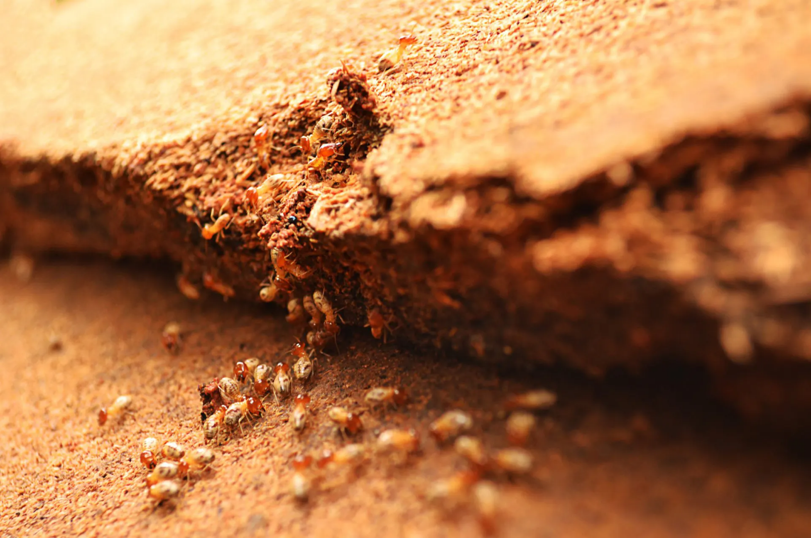 Traitement termites