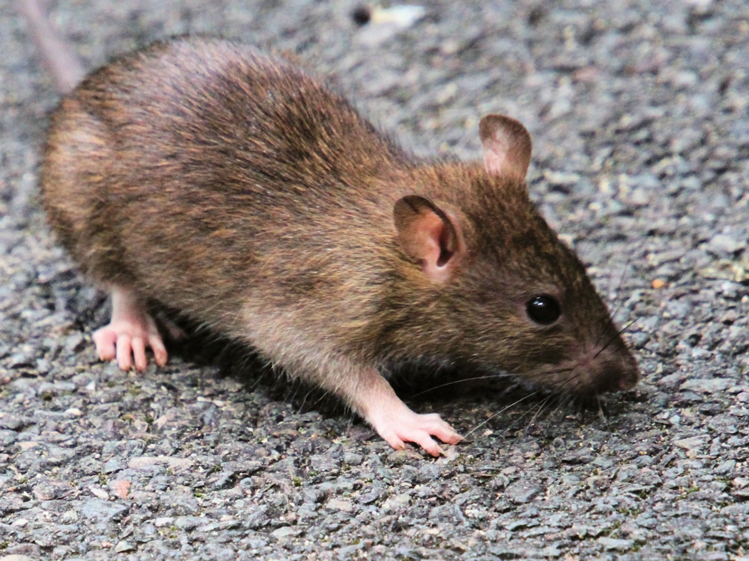 traitement dératisation Châteaubriant élimination rats souris Erbray Issé Rougé Soudan